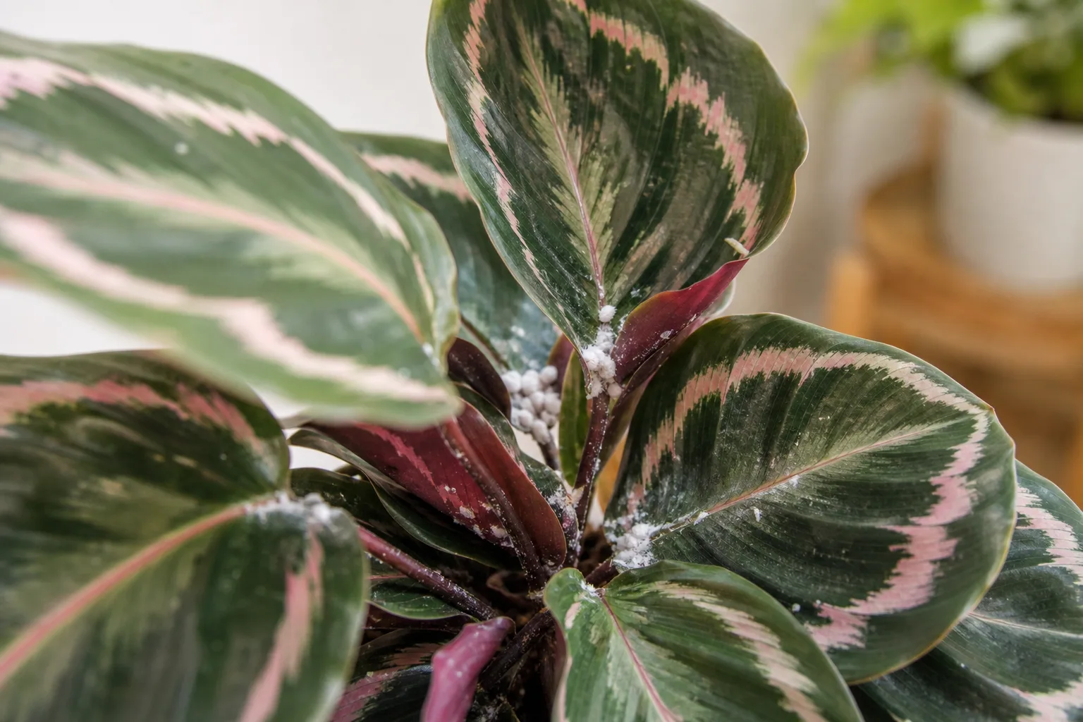 Mealybugs on Calathea Roseopicta - white cottony wax clusters in leaf axils and crown
