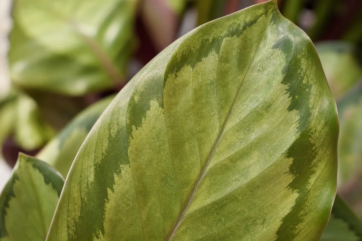 Close-up of low light on Calathea Roseopicta - faded olive-green painted pattern on newest leaf