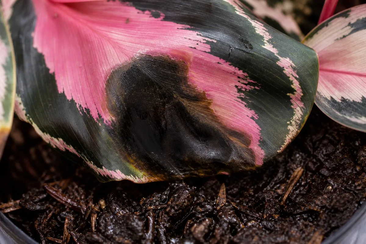 Close-up of overwatering on Calathea Roseopicta - black water-soaked splotch on lower painted leaf