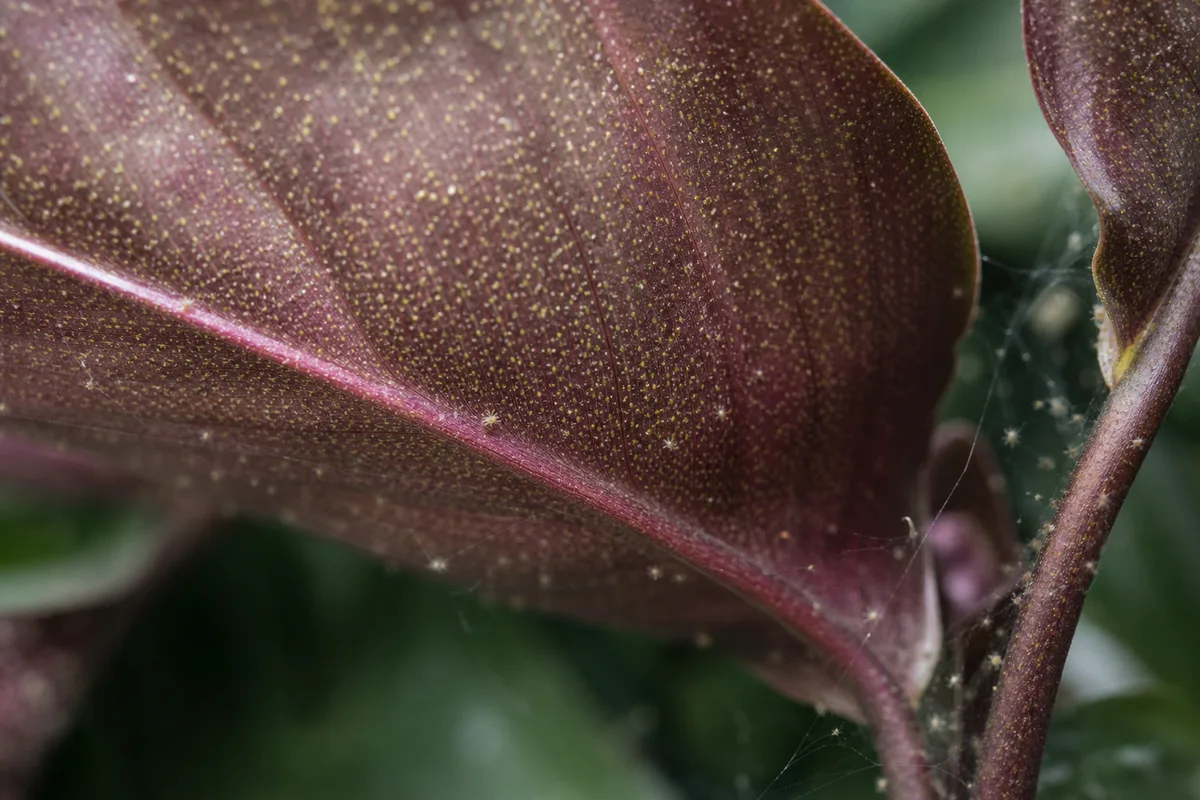 Close-up of spider mites on Calathea Roseopicta - yellow stippling on pink painted leaf band with fine webbing at petiole