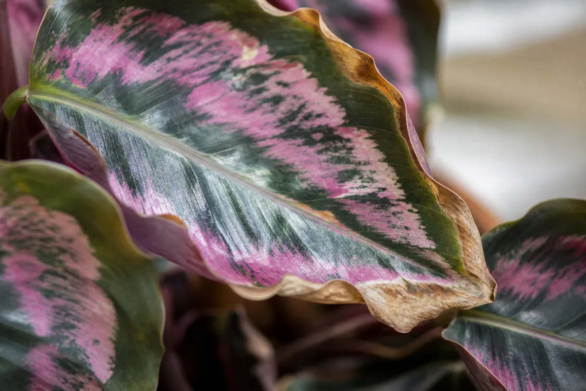 Close-up of underwatering on Calathea Roseopicta - curled painted leaf with crisp brown margins