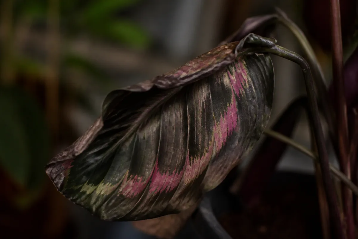 Close-up of wilting on Calathea Roseopicta - limp drooping painted leaf losing turgor