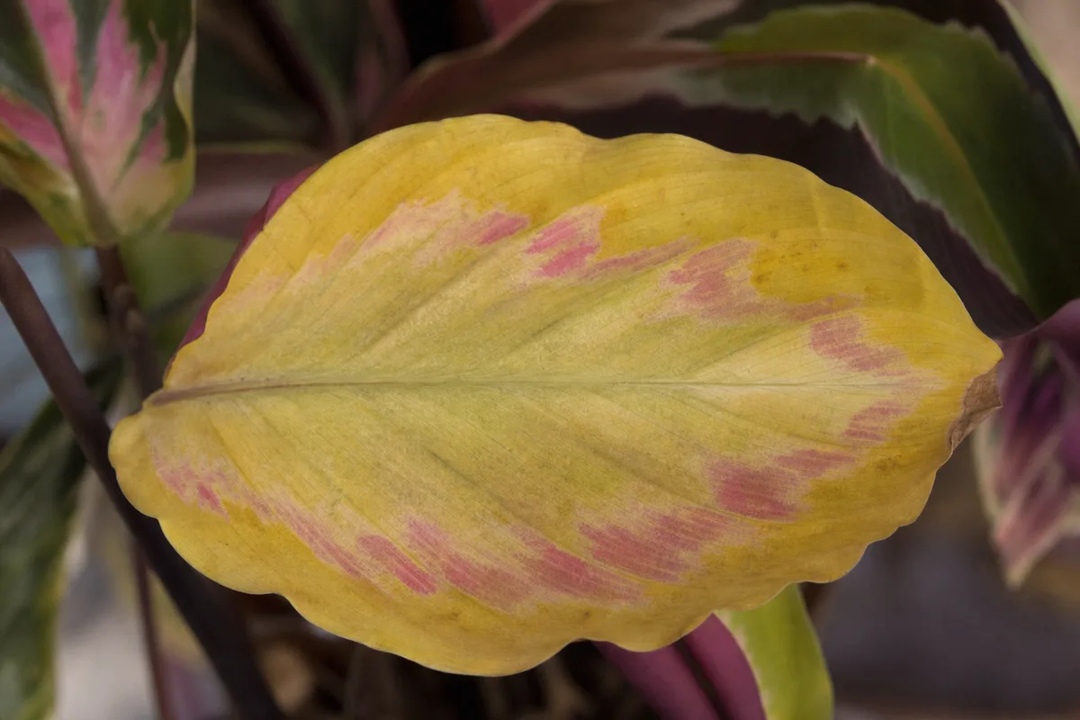 Close-up of yellow leaves on Calathea Roseopicta - yellow fading lower leaf with pale painted bands