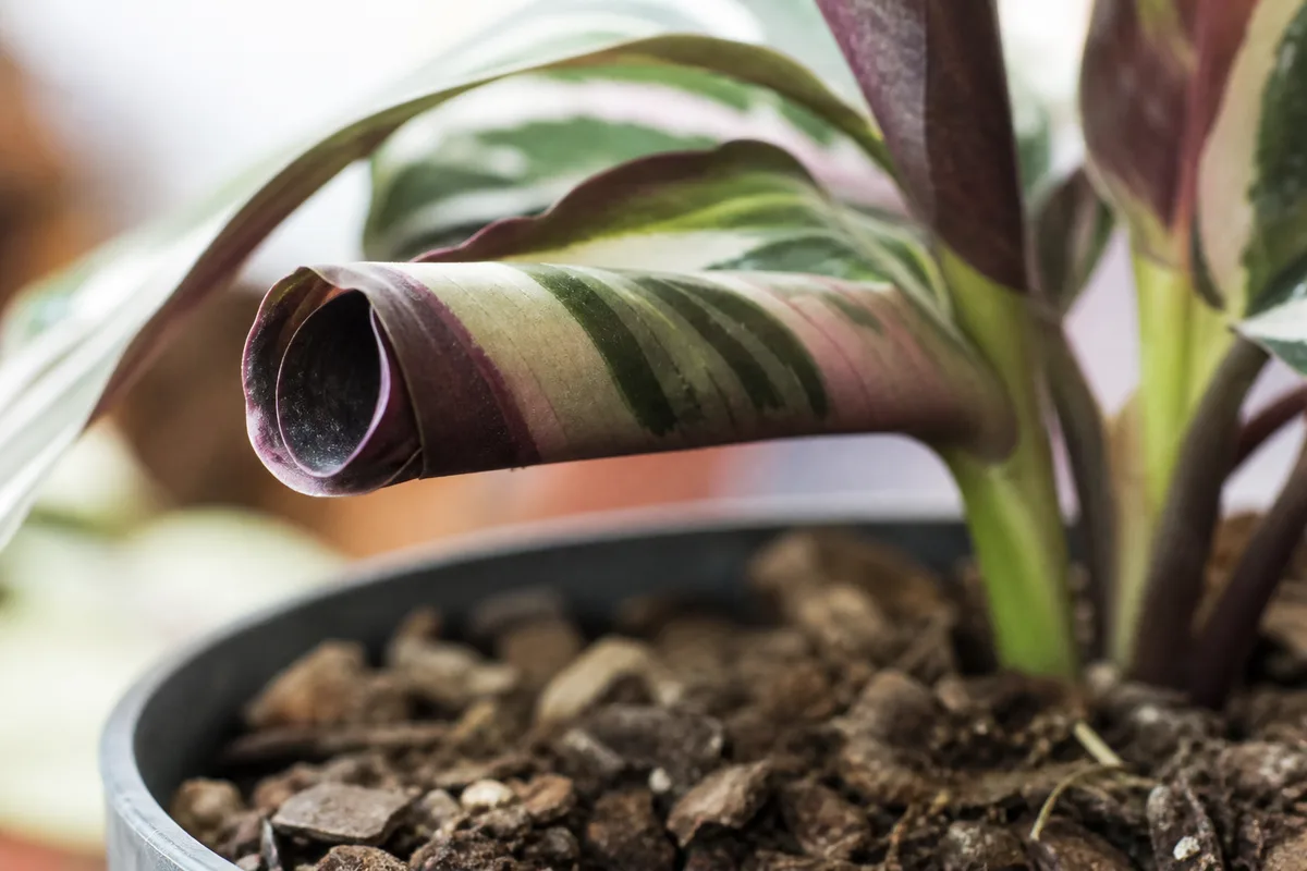 Common Calathea Problems for common calathea problems