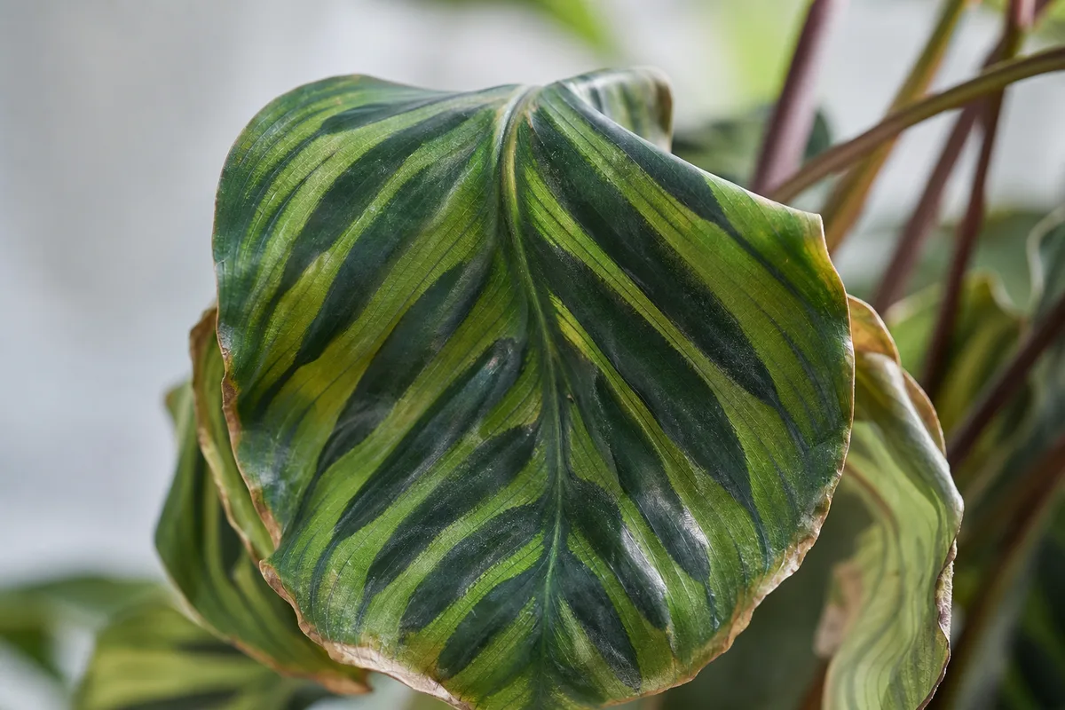 Close-up of Wilting on Calathea - diagnostic detail