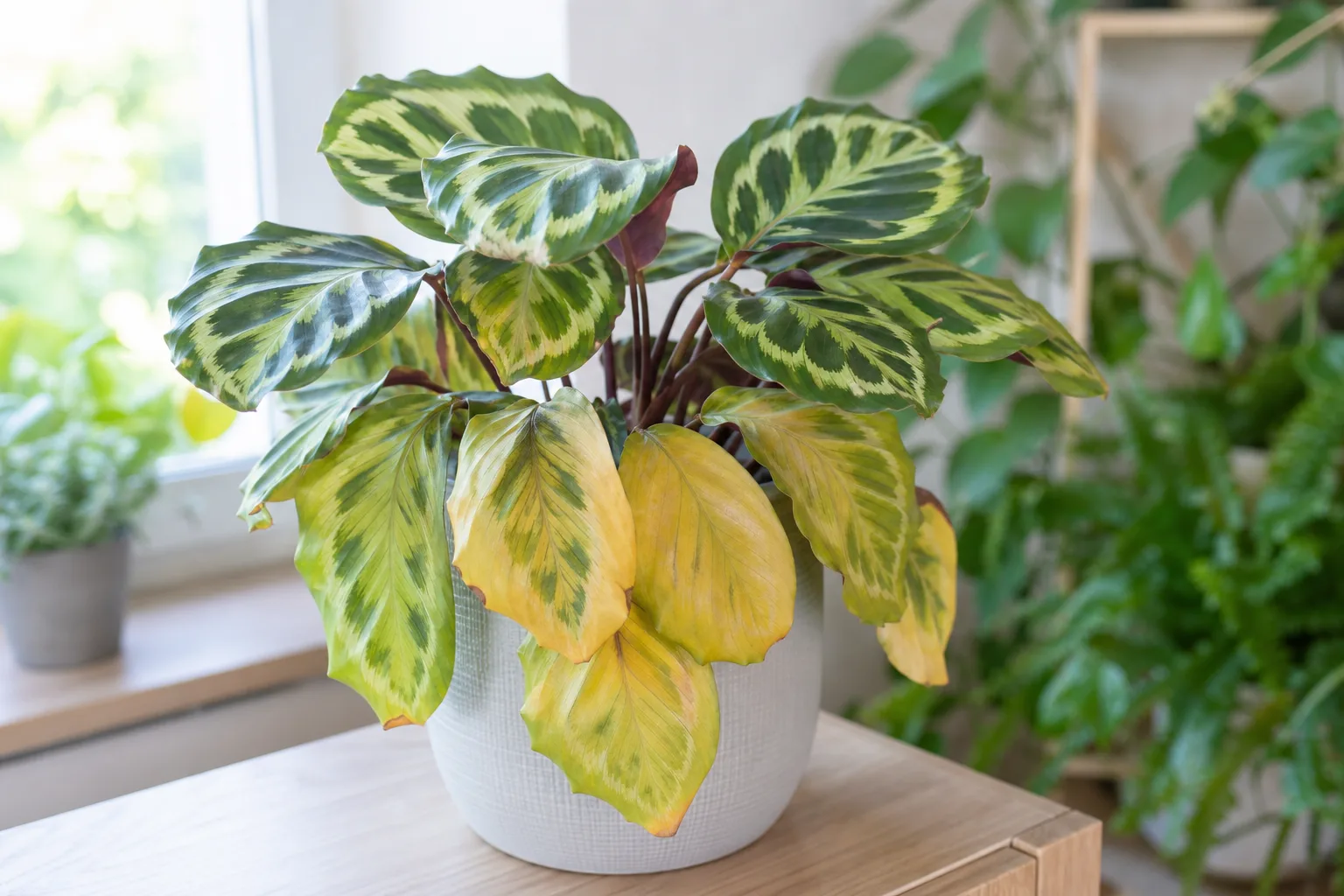 Yellow Leaves on Calathea - visible symptom on the plant