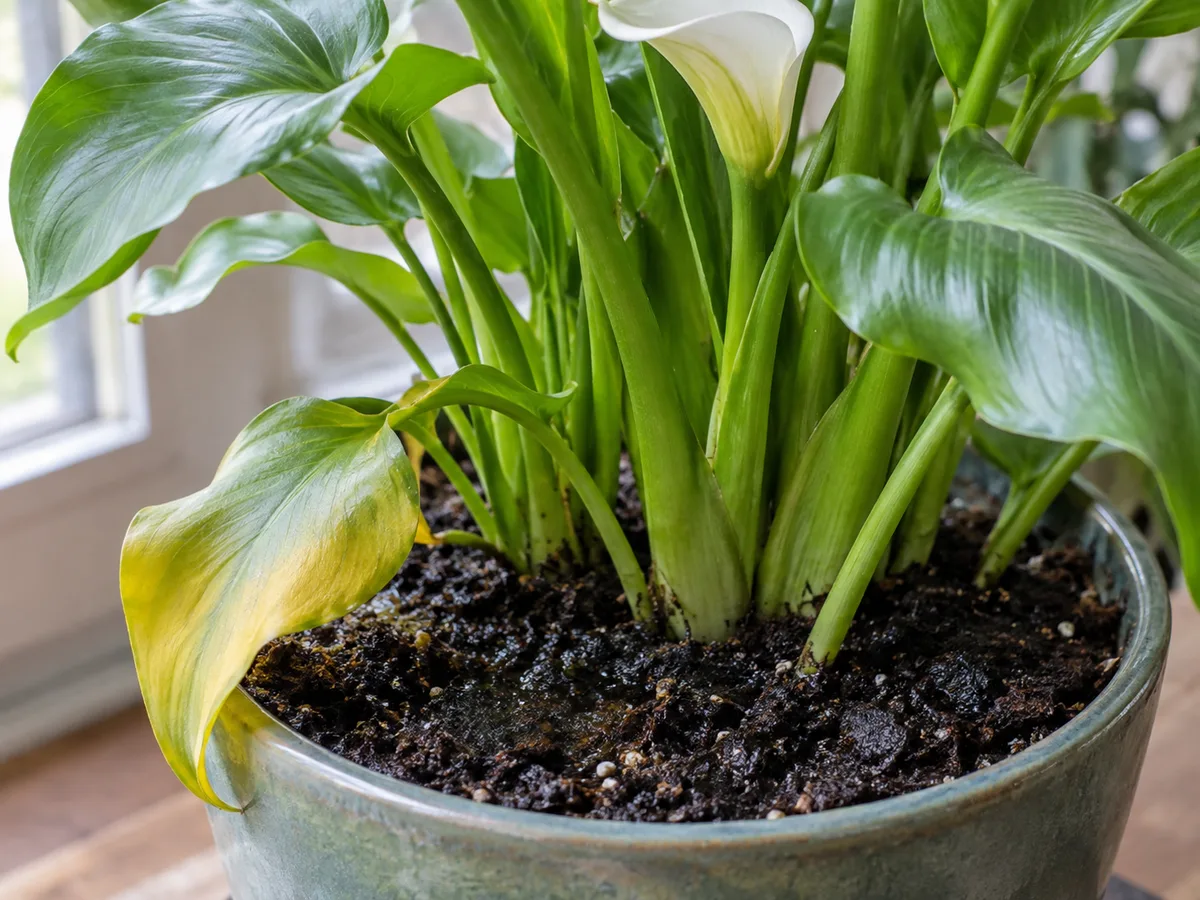 Early yellowing on a calla lily above very damp potting mix