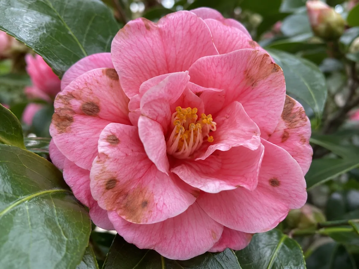 Pink Japanese camellia flower with irregular brown spots similar to petal blight