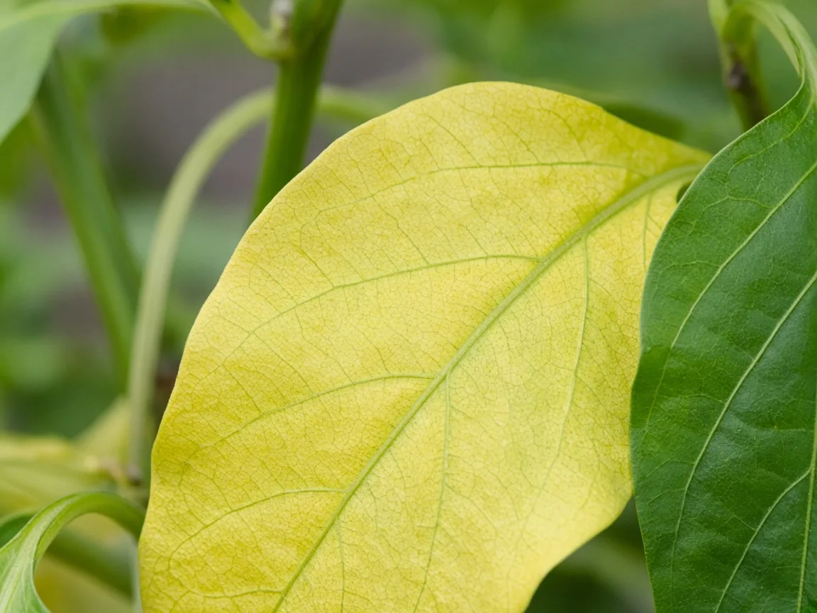Close-up of yellow leaves on capsicum - diagnostic detail
