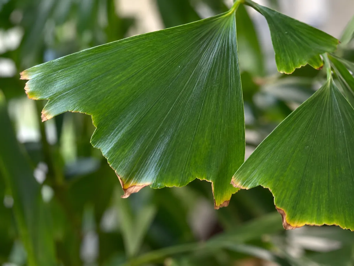 Mild brown edges on the triangular leaflets of a Caryota mitis palm