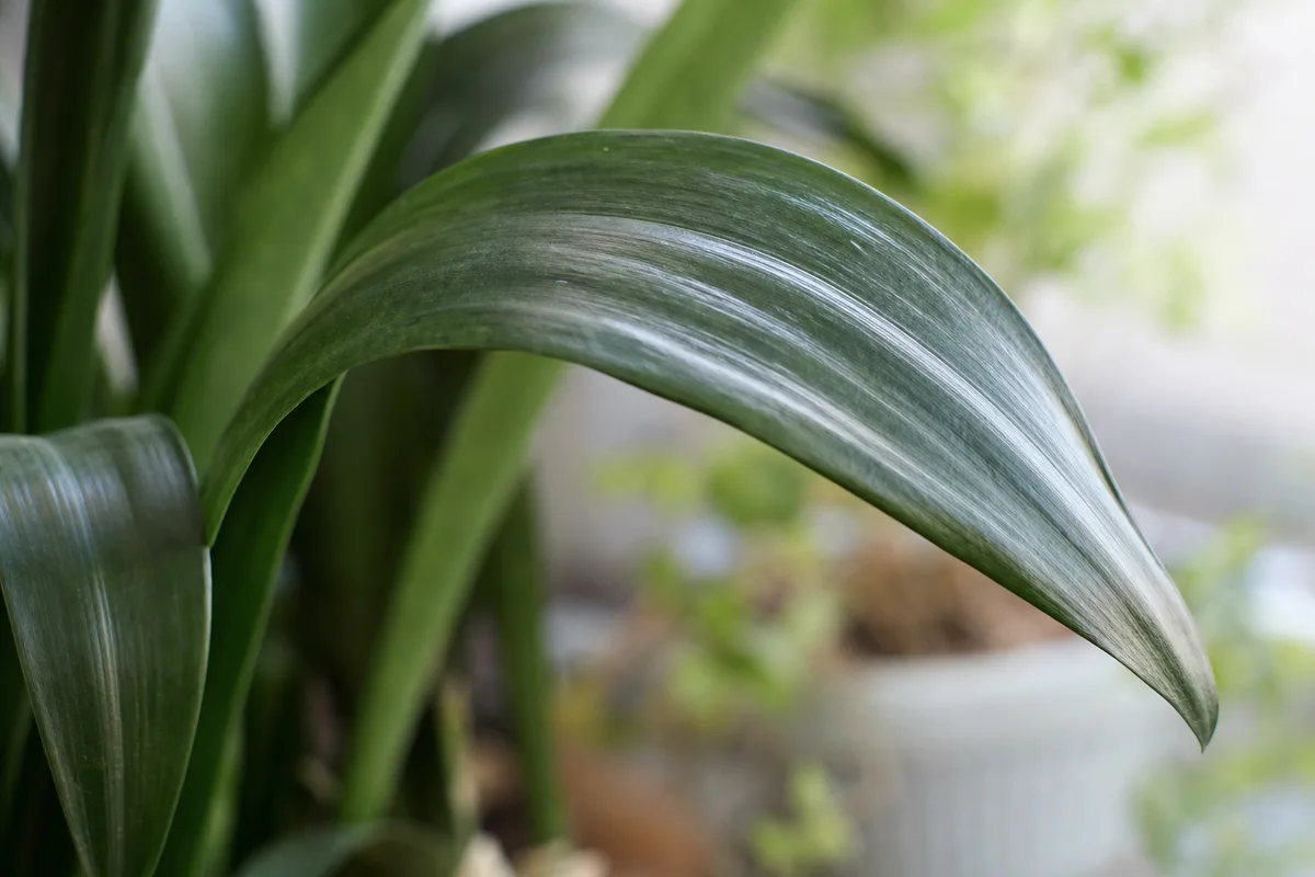 Close-up of drooping leaves on cast iron plant - sagging arching leaf losing stiffness