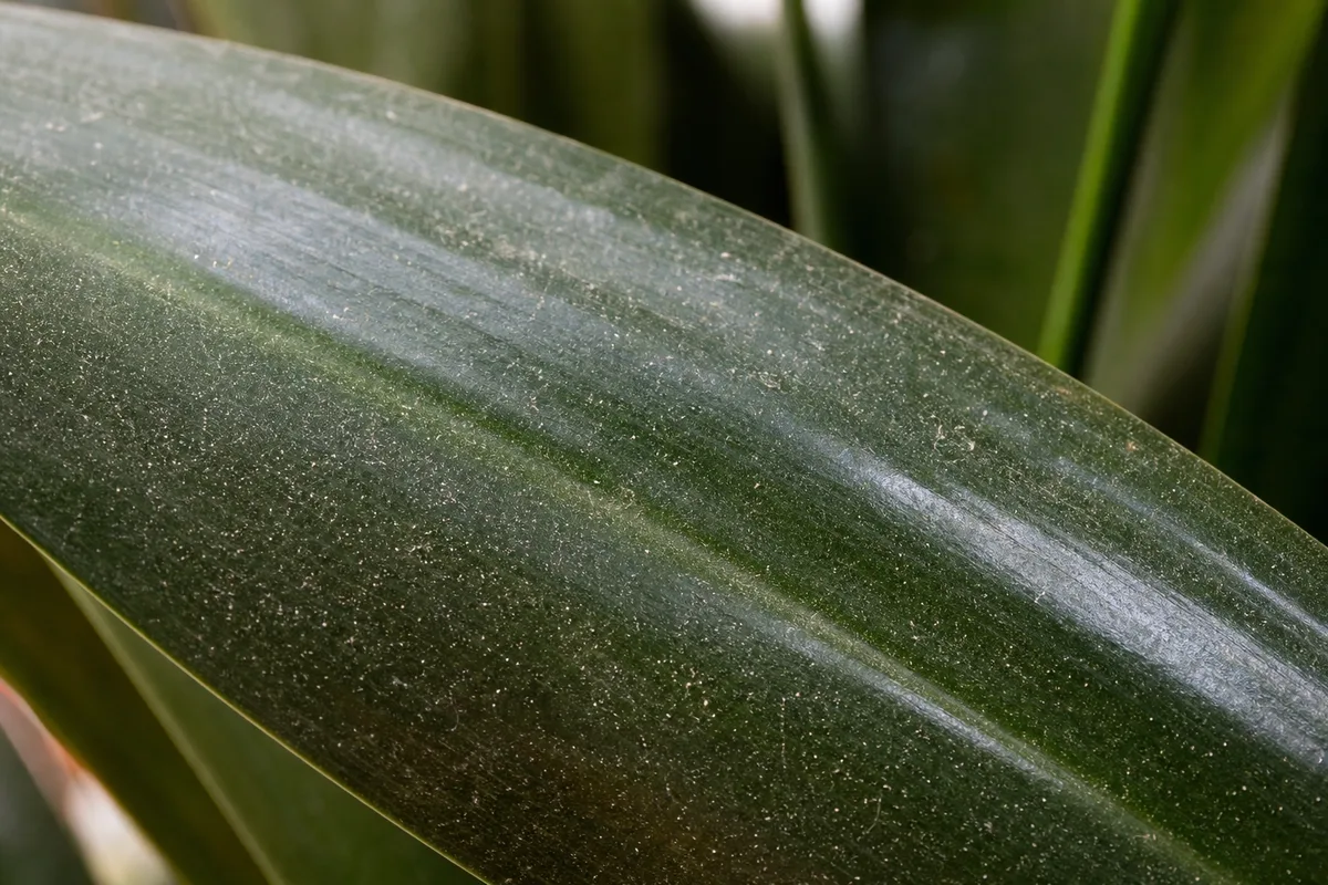 Close-up of dry-air stress on Cast Iron Plant - dusty leaf surface with fine stippling near the midrib
