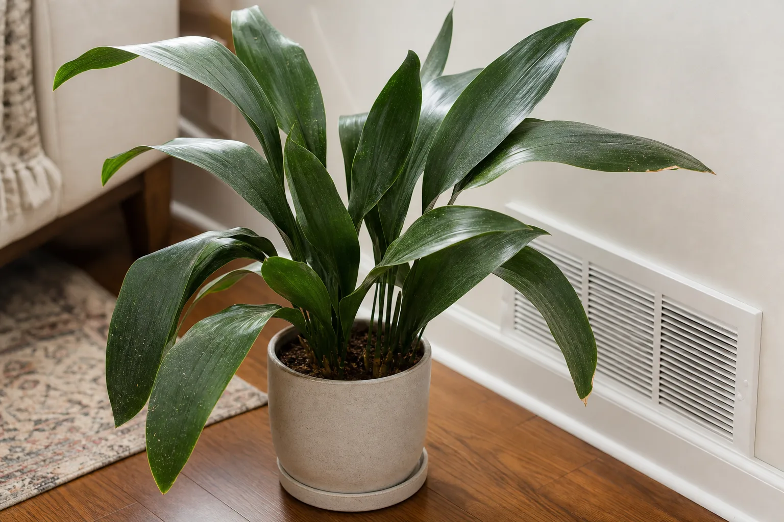 Low humidity on Cast Iron Plant - dull dusty leaves near a heat register in a dry heated room