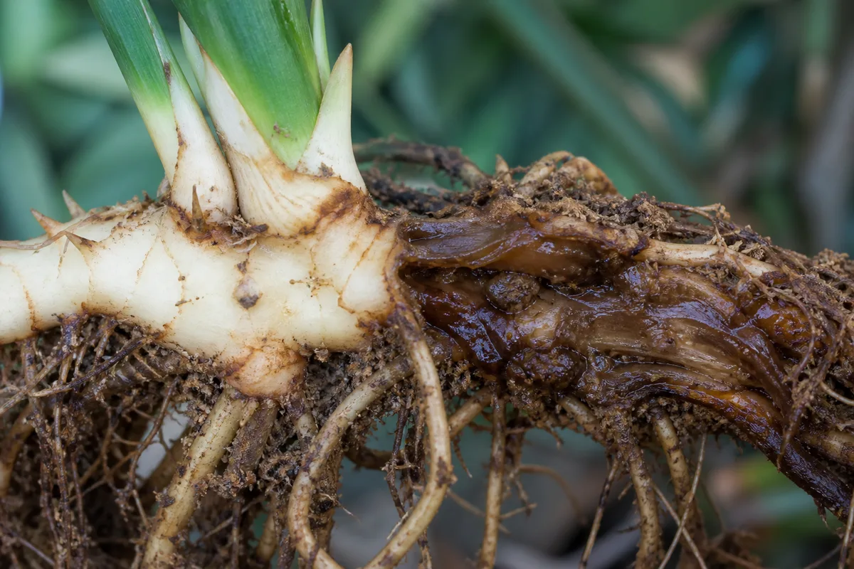 Close-up of root rot on Cast Iron Plant - brown mushy rhizome tissue beside firm pale cream healthy rhizome sections