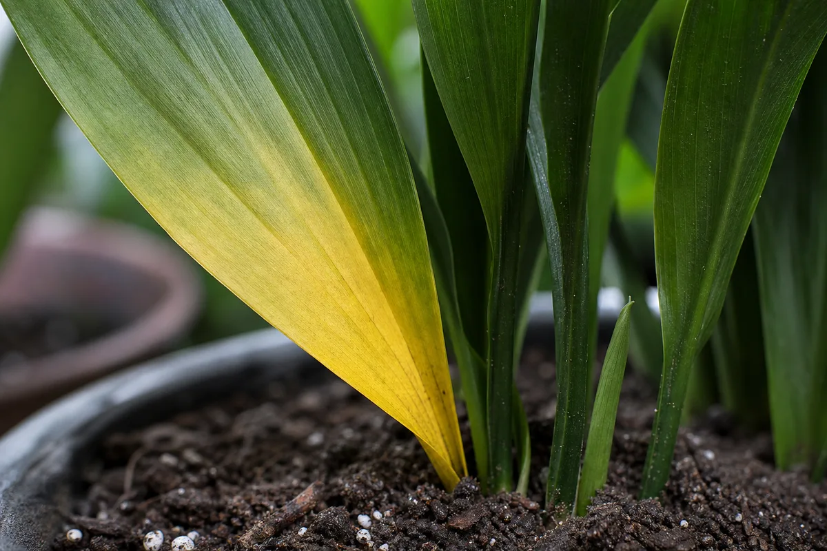 Close-up of yellow leaves on Cast Iron Plant - lower leaf fading from dark green to uniform yellow at the clump base