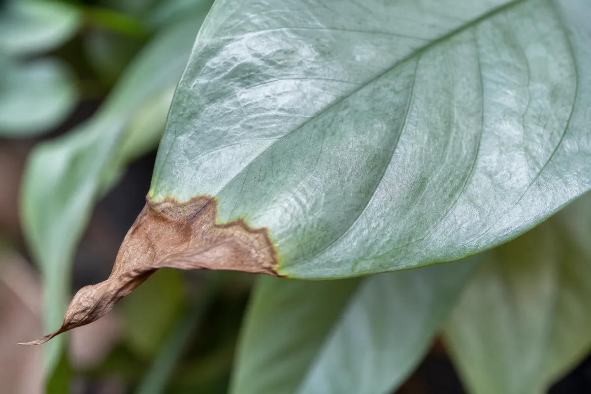 Close-up of brown tips on Cebu Blue Pothos - papery brown crispy tip on a silvery blue-green arrow leaf