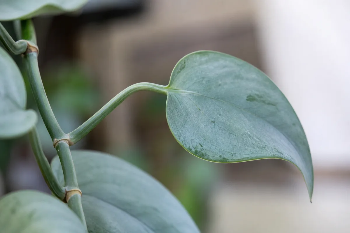 Close-up of drooping leaves on Cebu Blue Pothos - silvery arrow leaf and limp petiole hanging downward on the vine