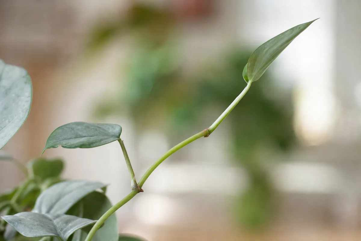 Close-up of leggy growth on Cebu Blue Pothos - long bare internode between small faded green arrow leaves on a stretched vine
