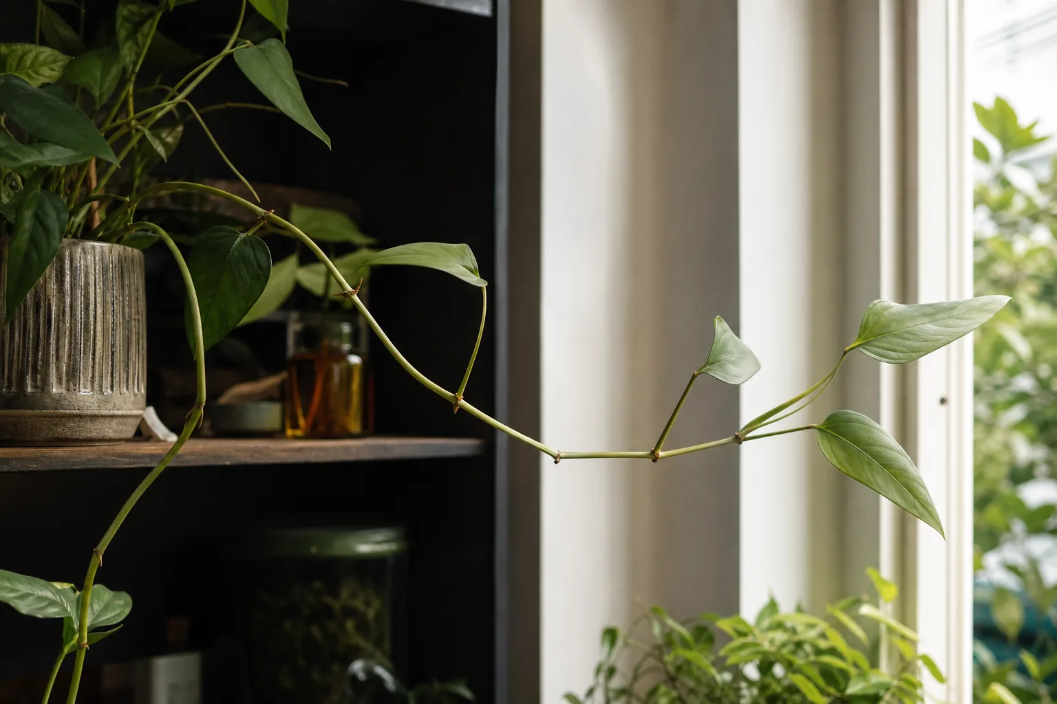 Leggy growth on Cebu Blue Pothos - long bare vine sections with small faded leaves stretching toward light