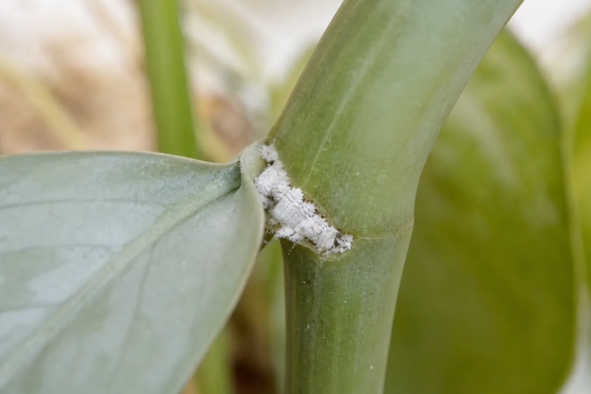 Close-up of mealybugs on Cebu Blue Pothos - white cottony wax cluster tucked into a leaf axil at a stem node