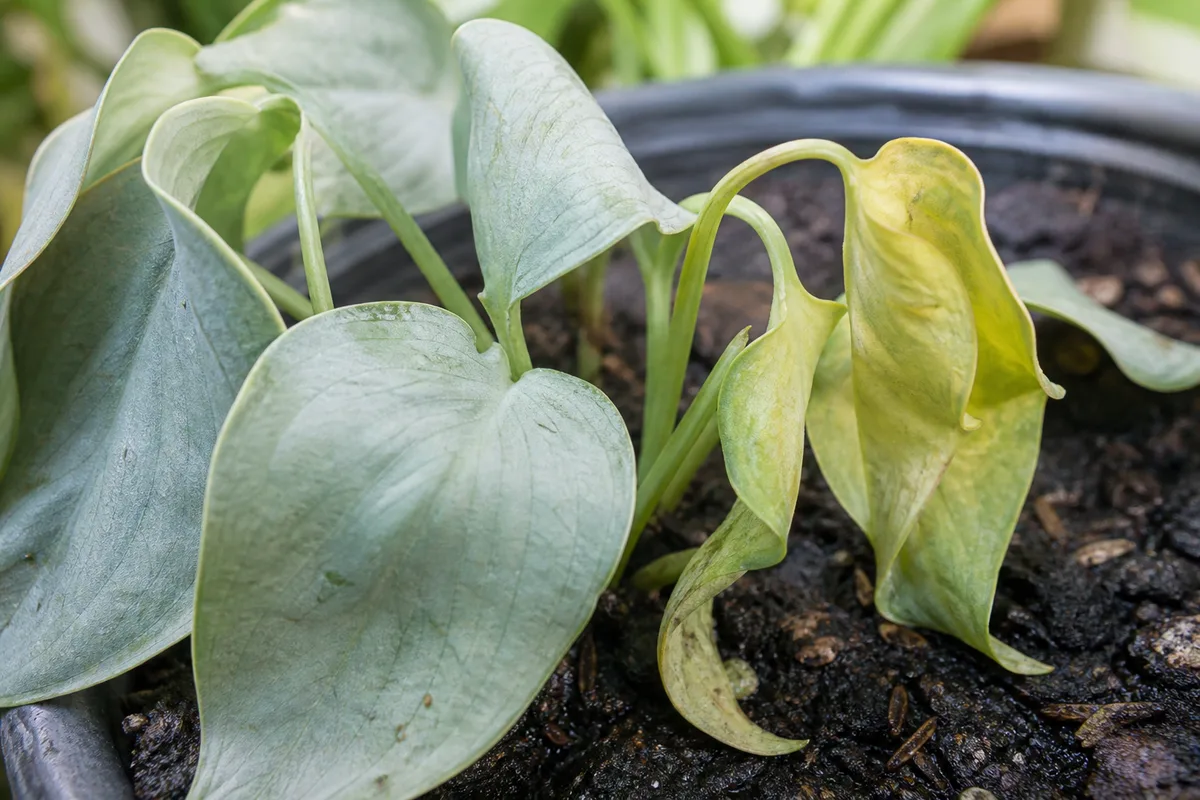Close-up of overwatering on Cebu Blue Pothos - limp yellowing arrow leaves drooping over dark wet potting mix