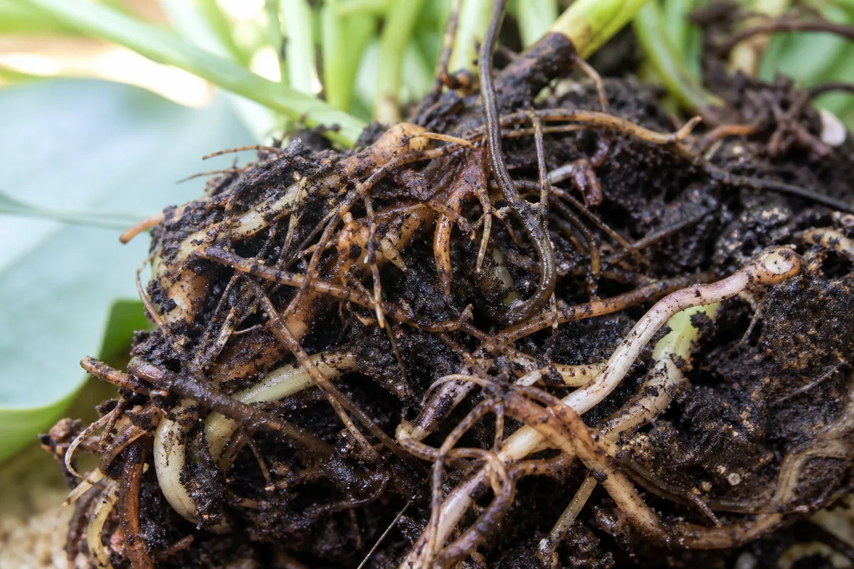 Close-up of root rot on Cebu Blue Pothos - brown mushy decayed roots exposed among wet potting mix