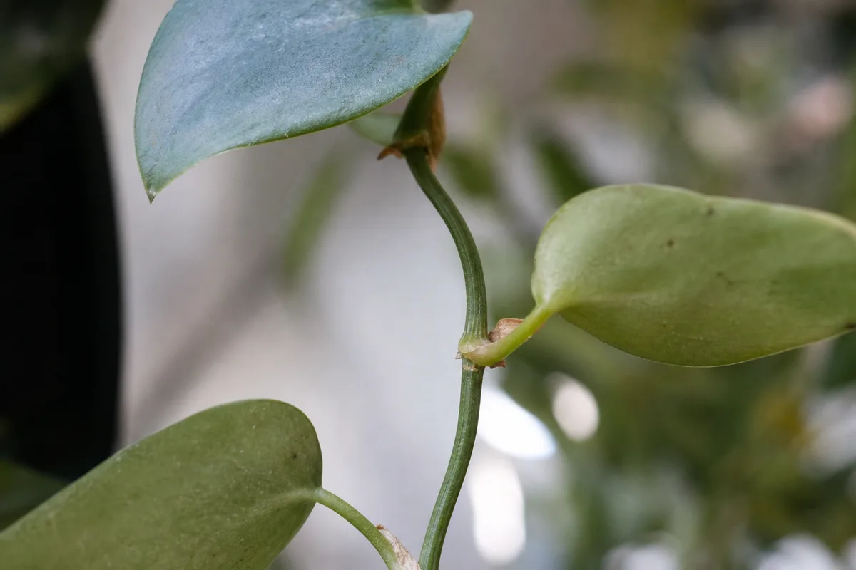 Close-up of slow growth on Cebu Blue Pothos - long bare internode with small faded olive-green leaf losing blue sheen