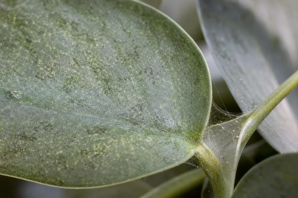 Close-up of spider mite damage on Cebu Blue Pothos - pinpoint yellow stippling and fine silk webbing at a leaf node