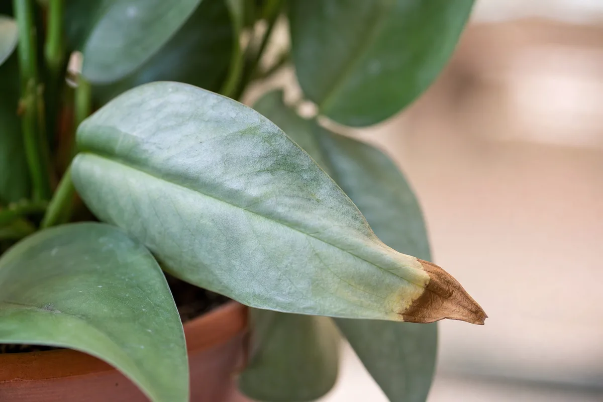 Close-up of underwatering on Cebu Blue Pothos - limp papery arrow-shaped leaf with a crisp brown tip
