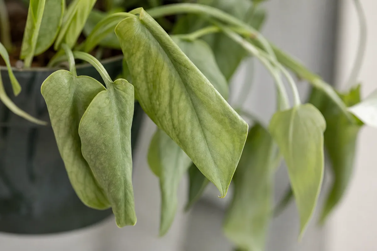 Close-up of wilting on Cebu Blue Pothos - limp arrow-shaped leaves hanging down on softened petioles