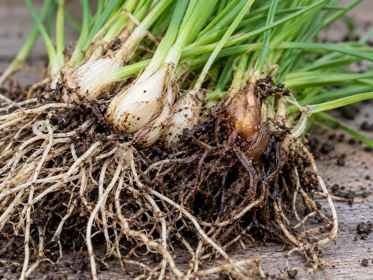 A chive clump with one softened, dark root section beside firm healthy bulbs shows a possible early root-rot problem.