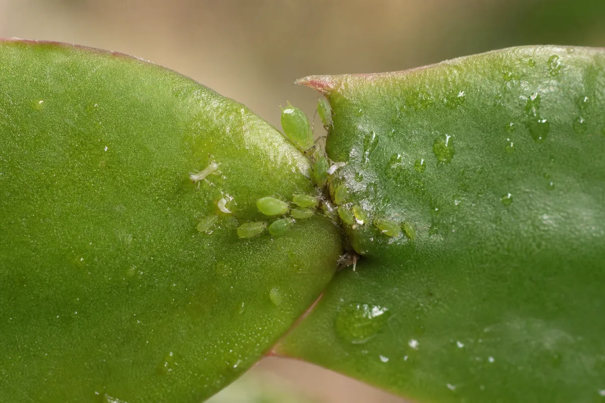 Close-up of aphids on Christmas cactus - soft green pear-shaped insects in a cladode segment joint with honeydew