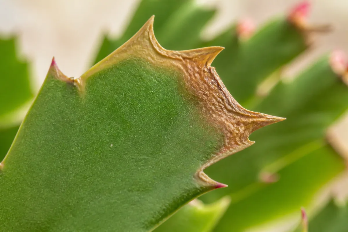 Close-up of brown tips on Christmas cactus - dry tan crispy margin at a phylloclade segment tip