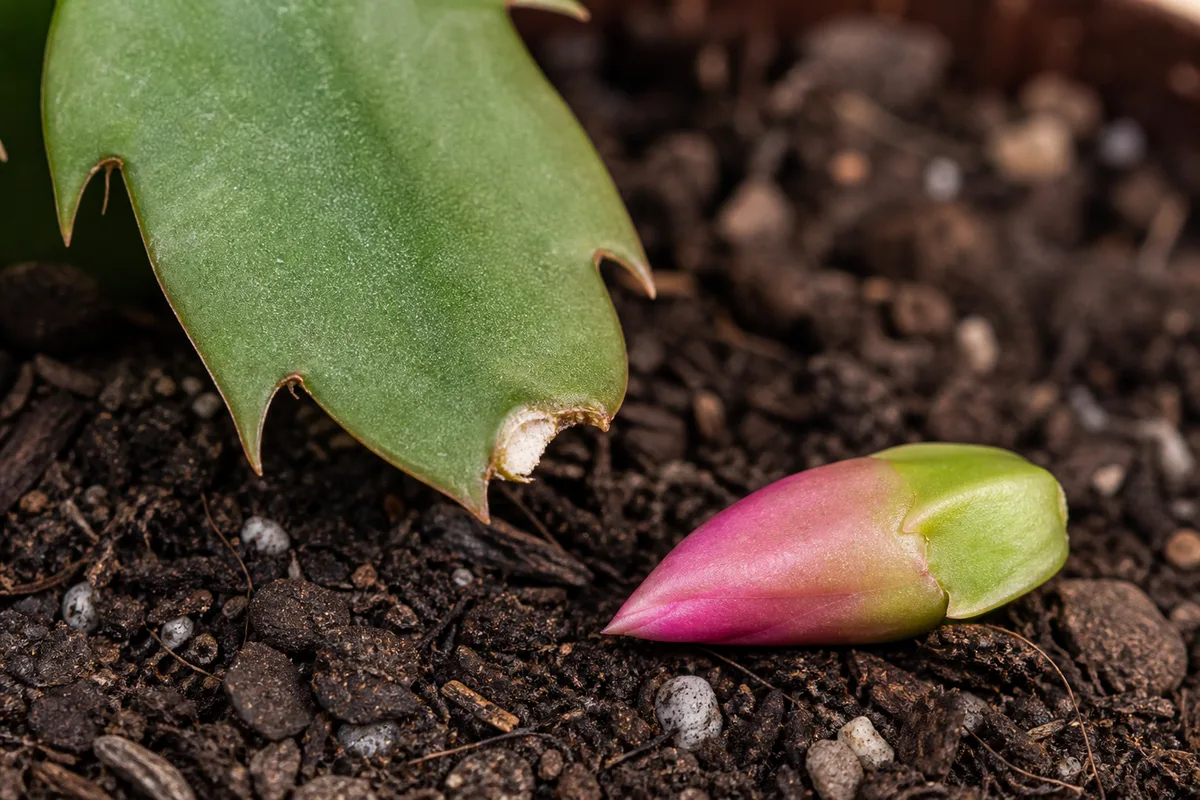 Close-up of bud drop on Christmas cactus - bare segment tip with clean scar and detached unopened bud
