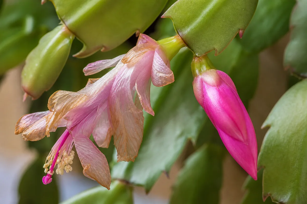 Close-up of faded flowers on Christmas cactus - pale wilting tubular bloom beside a fresh vivid bud
