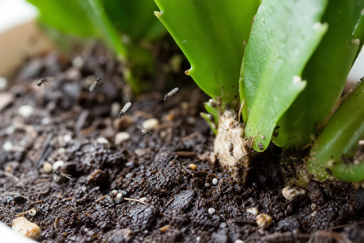Close-up of fungus gnats on Christmas Cactus - tiny dark flies above damp soil at phylloclade bases