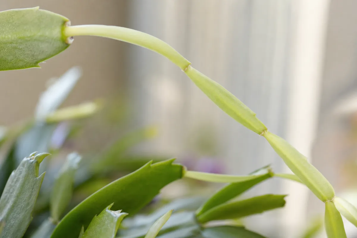 Close-up of leggy growth on Christmas cactus - thin elongated segments with wide gaps between joints