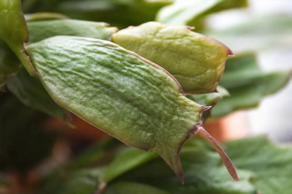 Close-up of low humidity on Christmas Cactus - puckered thin phylloclade segment tips