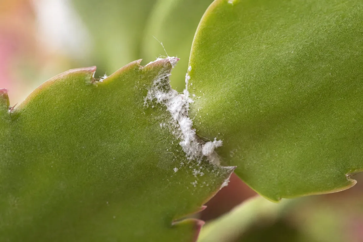 Close-up of mealybugs on Christmas cactus - white fluffy wax tufts in a cladode segment joint