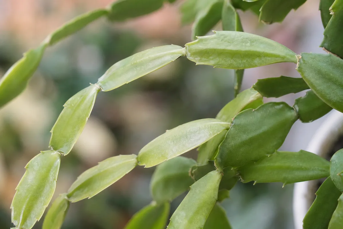 Close-up of low light on Christmas cactus - elongated thin phylloclades with wide gaps between joints