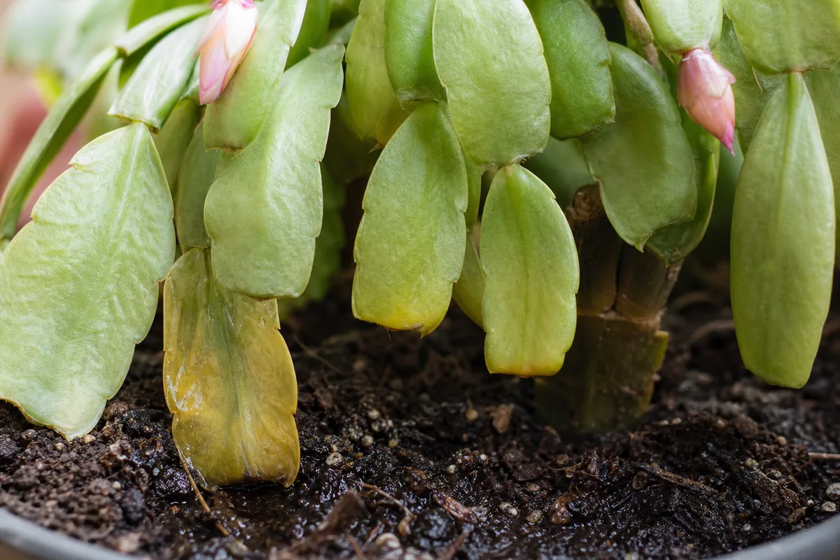 Close-up of overwatering on Christmas cactus - limp yellowing phylloclade bases above damp soil