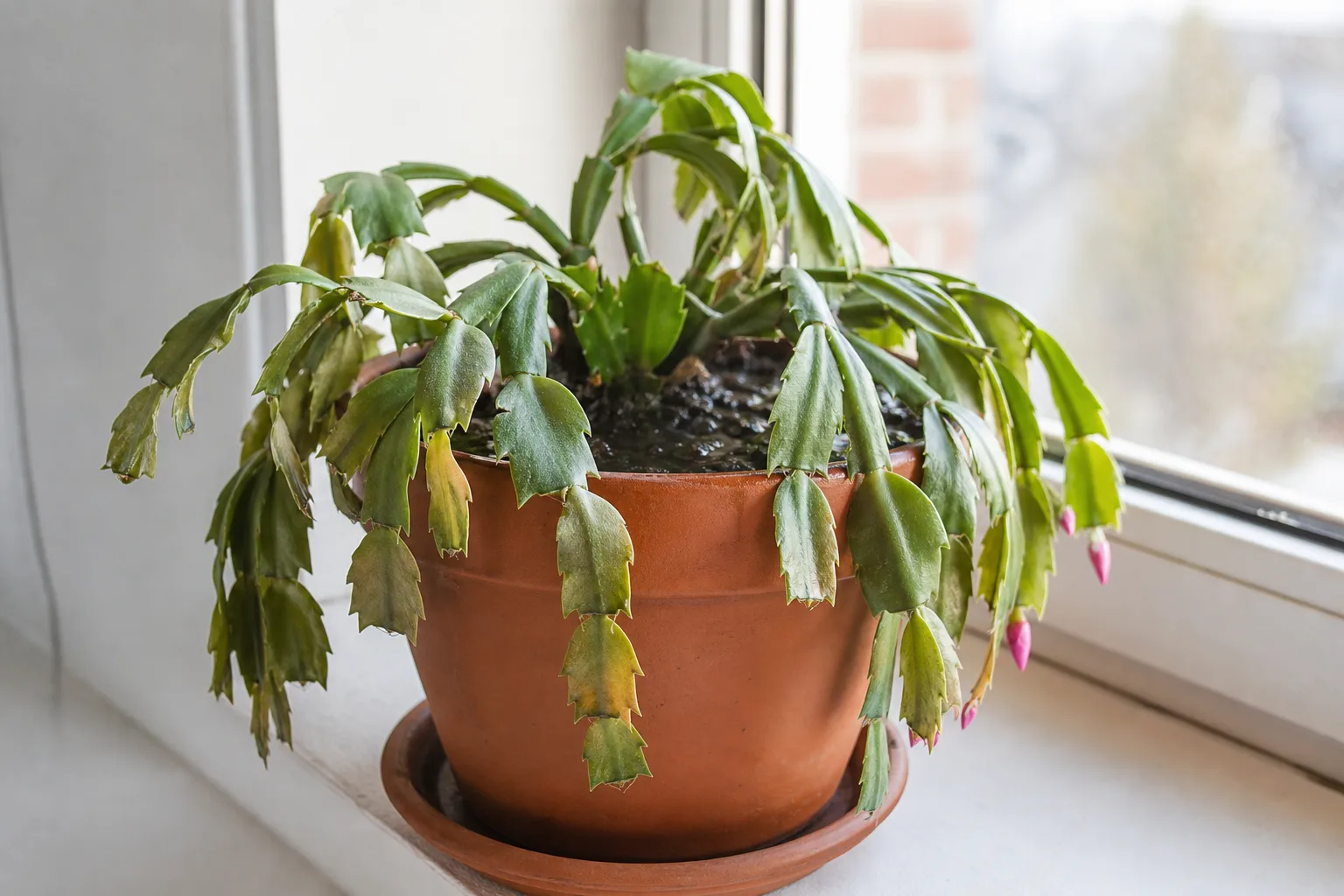 Soft Christmas cactus segments with persistently wet mix