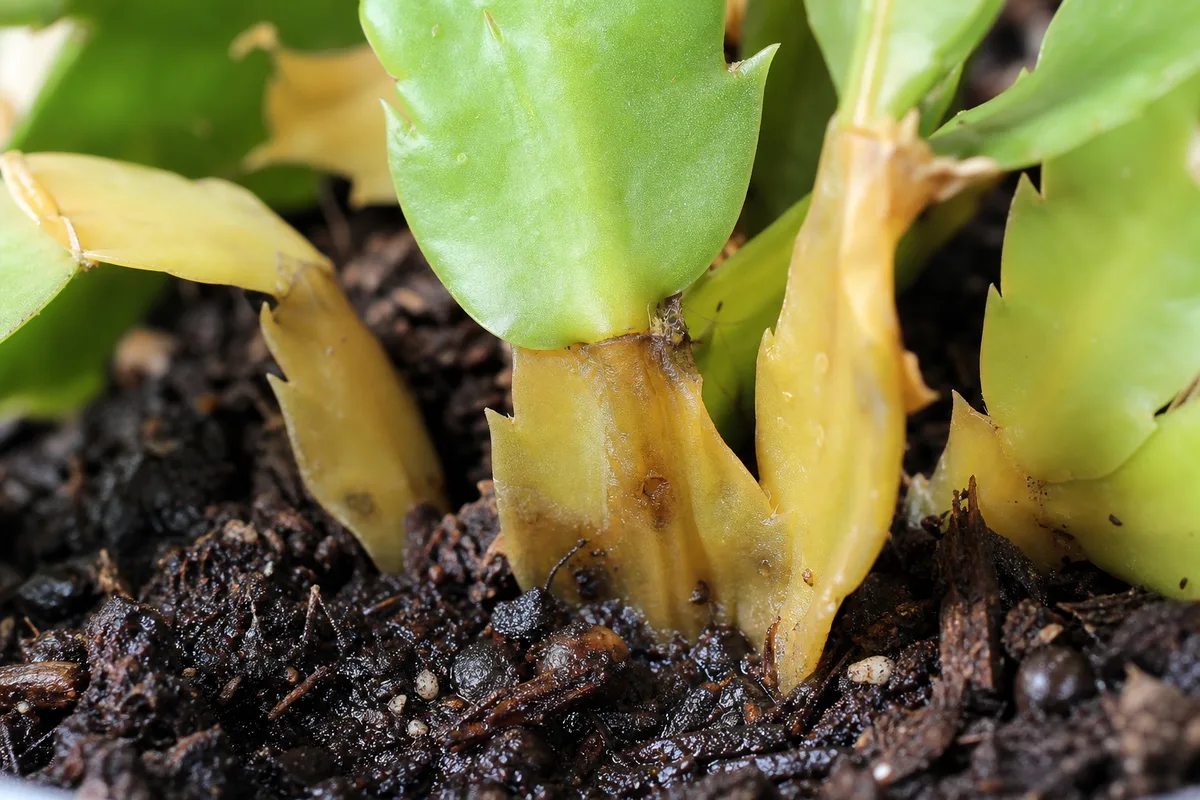 Close-up of root rot on Christmas cactus - yellow translucent basal segments at the soil line