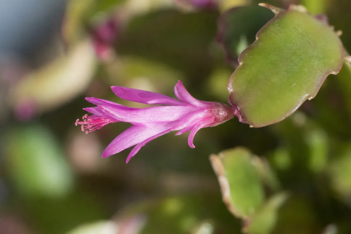 Close-up of small flowers on Christmas cactus - undersized narrow tubular bloom at a segment tip