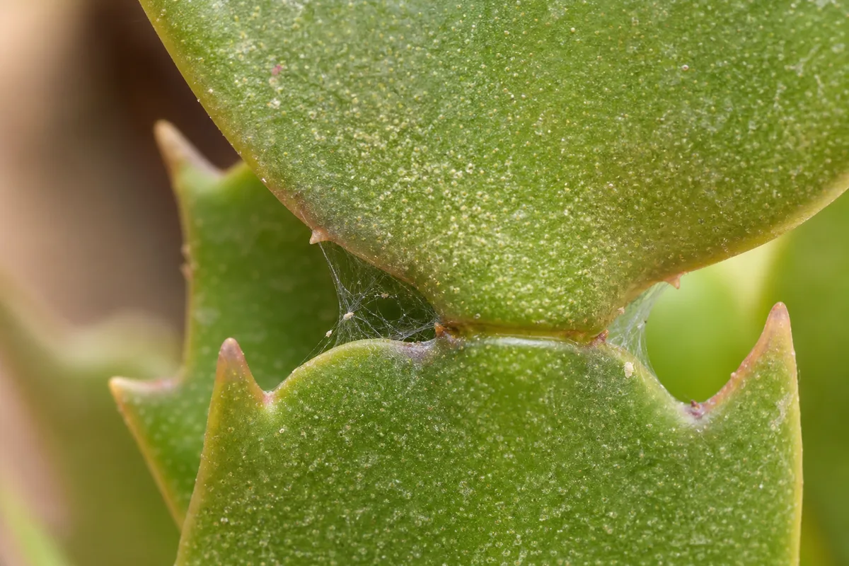 Close-up of spider mites on Christmas cactus - yellow stippling and fine silk at a segment joint