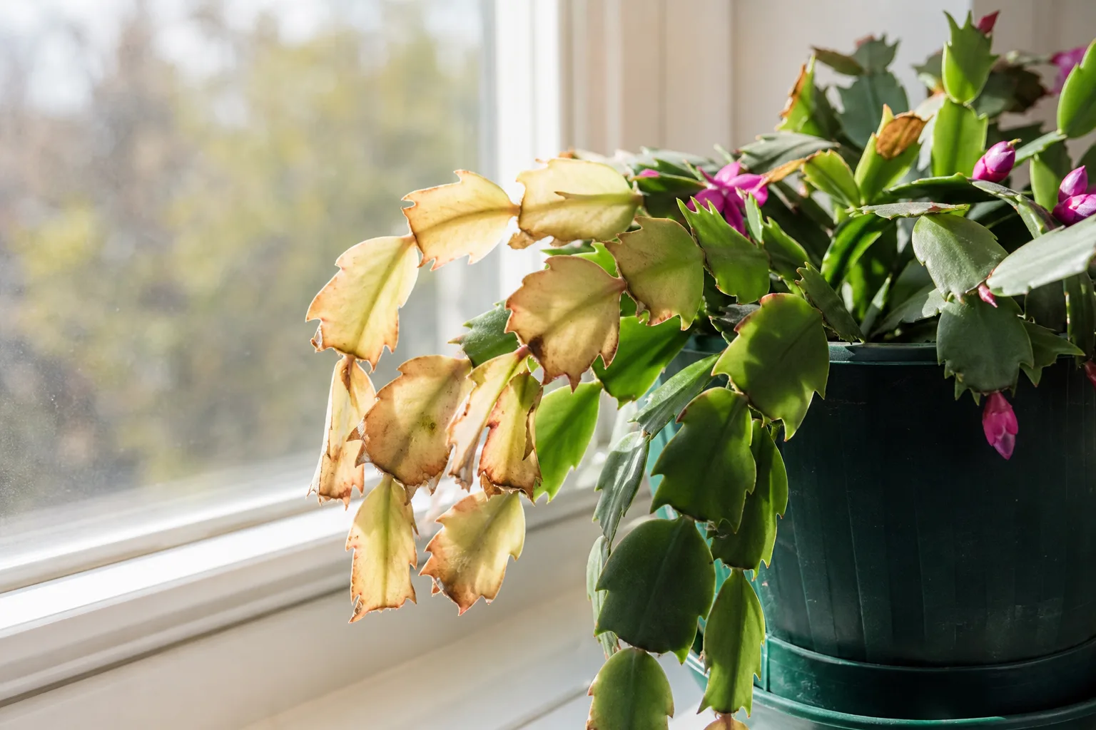 Sunburn on Christmas cactus - bleached and crispy phylloclades on the window-facing side