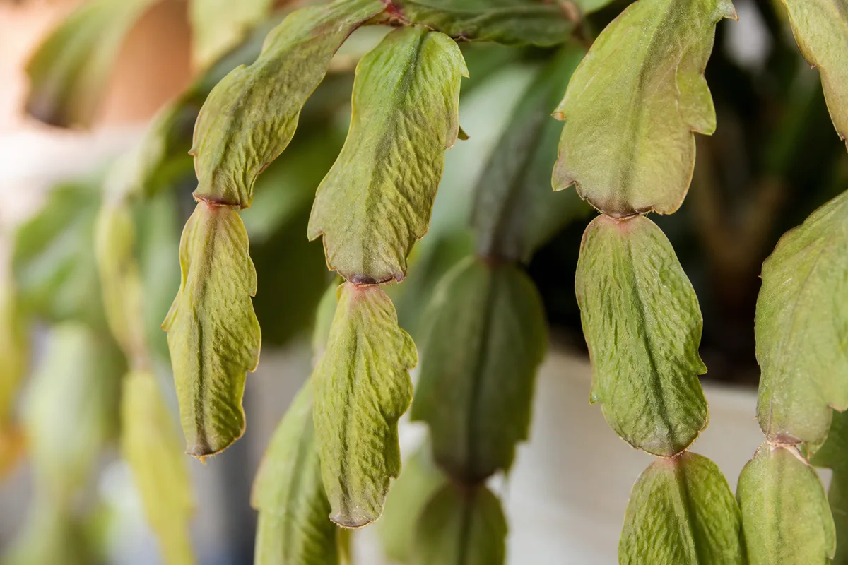 Close-up of underwatering on Christmas cactus - puckered wrinkled phylloclade segment tips