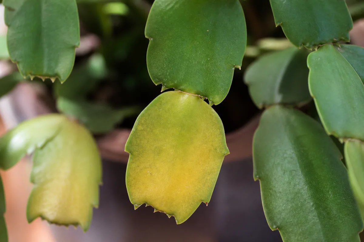 Close-up of yellow segments on Christmas cactus - yellow fading basal phylloclades with scalloped margins beside firm green terminal segments