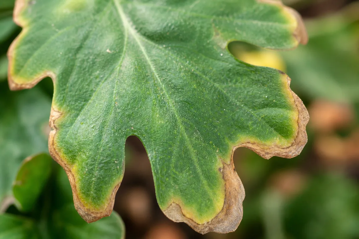 Close-up of brown tips on chrysanthemum - tan papery necrotic band at leaf tip and margin on lobed mum foliage