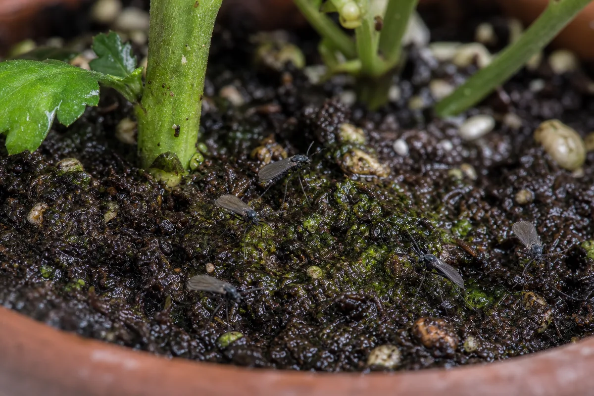 Close-up of fungus gnats on chrysanthemum - tiny dark flies on damp potting soil surface at the base of an autumn mum